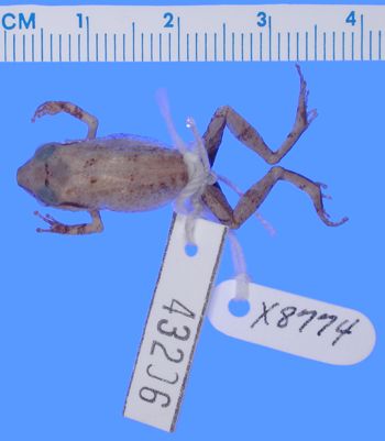 Media type: image; Herpetology A-43206